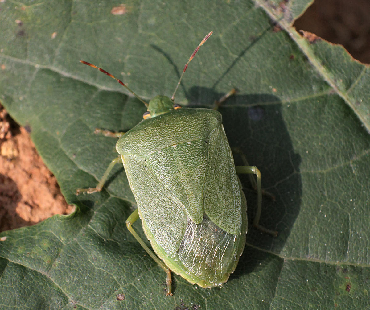 Pentatomidae: Nezara viridula della Lombardia (MB)